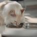 How Many Calories Should a Cat Eat? Vet-Reviewed Cat Feeding Guide