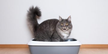 Rectal Polyps in Cats: Our Vet Explains the Causes, Signs & Treatments