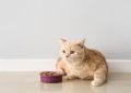 Top 10 Healthiest Cat Foods in 2024 (Top Ingredients & Brands)