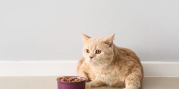 Top 10 Healthiest Cat Foods in 2024 (Top Ingredients & Brands)