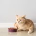 Top 10 Healthiest Cat Foods in 2024 (Top Ingredients & Brands)