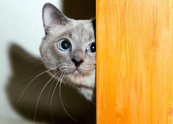 How to Reduce Anxiety in Cats: 10 Vet Verified Tips