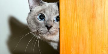 How to Reduce Anxiety in Cats: 10 Vet Verified Tips
