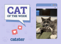 Catster Photo Contest: Cats of the Week Winners (December 5, 2024)