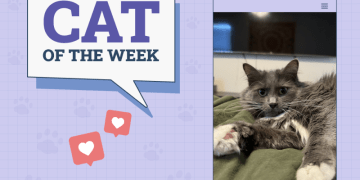 Catster Photo Contest: Cats of the Week Winners (December 5, 2024)