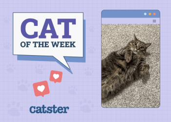 Catster Photo Contest: Cats of the Week Winners (December 12, 2024)