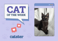 Catster Photo Contest: Cats of the Week Winners (December 26, 2024)