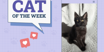 Catster Photo Contest: Cats of the Week Winners (December 26, 2024)