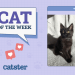 Catster Photo Contest: Cats of the Week Winners (December 26, 2024)