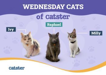 Celebrating the Holidays With Our Cats: The Wednesday Cats of Catster