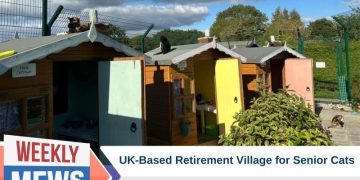 UK Cat Rescue Gives Senior Cats a Retirement Village of Their Own