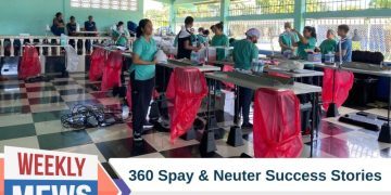 360 Spay Neuter Success Story: Dr. Paola Helps in Panama