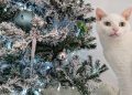 Have Yourself a Furry Little Christmas: Dr. Karyn Gift Wraps Her Cats