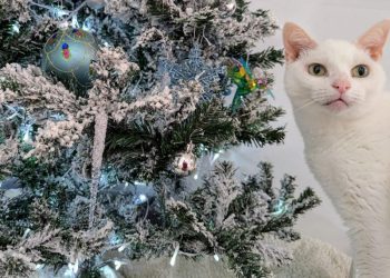 Have Yourself a Furry Little Christmas: Dr. Karyn Gift Wraps Her Cats