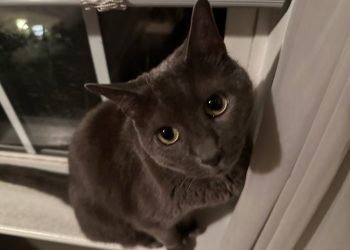 Are You Too Concerned About Your Cat’s Health? Worrying About Olga