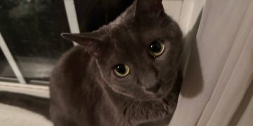 Are You Too Concerned About Your Cat’s Health? Worrying About Olga