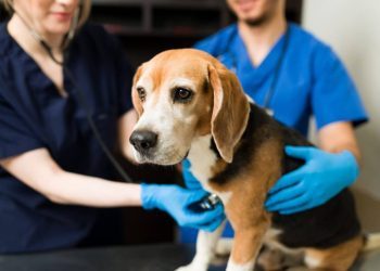 Lymphoma in Dogs: Symptoms, Causes, & Treatments