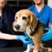 Lymphoma in Dogs: Symptoms, Causes, & Treatments
