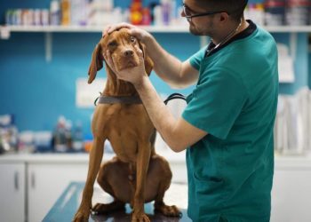Peripheral Vitreous Degeneration (PVD) in Dogs: Symptoms, Causes, & Treatments