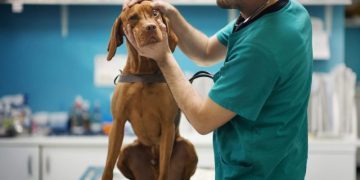 Peripheral Vitreous Degeneration (PVD) in Dogs: Symptoms, Causes, & Treatments