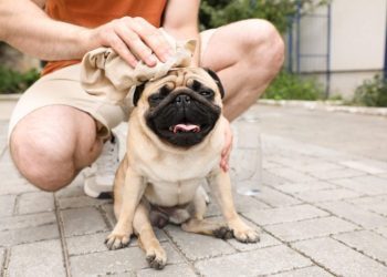 Heat Stroke in Dogs: Symptoms, Causes, & Treatments