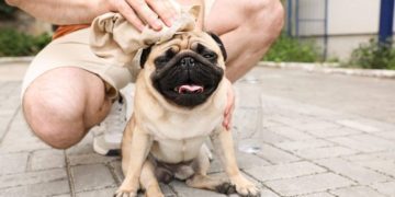 Heat Stroke in Dogs: Symptoms, Causes, & Treatments