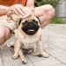 Heat Stroke in Dogs: Symptoms, Causes, & Treatments