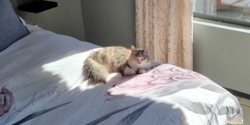 Ivy Settling In: Some of My Favorite Memories