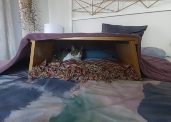 Milly’s First Days In Cape Town: Helping a Cat Settle Into a New Home