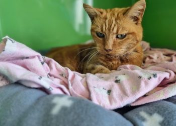 The Terminal Purr: When Purring Isn’t A Sign of Happiness