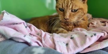 The Terminal Purr: When Purring Isn’t A Sign of Happiness