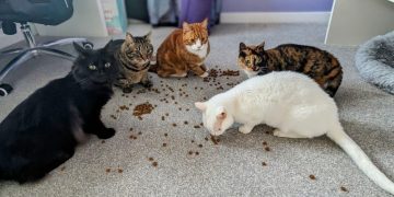 The Best of 2024: Dr. Karyn’s Favorite Stories About Her Cats