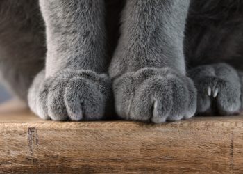 How to Keep Your Cat’s Nails Healthy in 5 Vet-Approved Steps