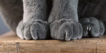 How to Keep Your Cat’s Nails Healthy in 5 Vet-Approved Steps