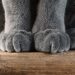 How to Keep Your Cat’s Nails Healthy in 5 Vet-Approved Steps