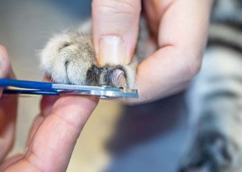 How to Trim Cat Nails at Home: Vet-Approved Steps, Tips, & Advice