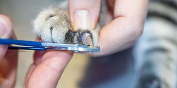 How to Trim Cat Nails at Home: Vet-Approved Steps, Tips, & Advice
