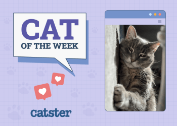 Catster Photo Contest: Cats of the Week Winners (Jan 16, 2025)