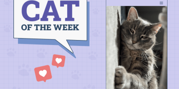 Catster Photo Contest: Cats of the Week Winners (Jan 16, 2025)