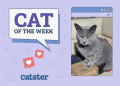 Catster Photo Contest: Cats of the Week Winners (Jan 23, 2025)