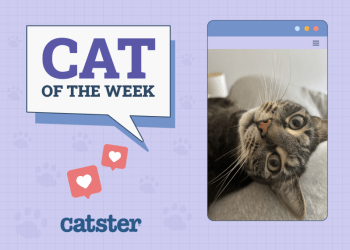 Catster Photo Contest: Cats of the Week Winners (Jan 9, 2025)