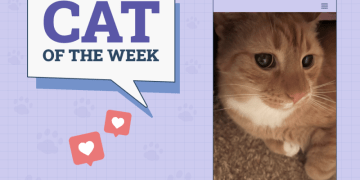 Catster Photo Contest: Cats of the Week Winners (Jan 30, 2025)