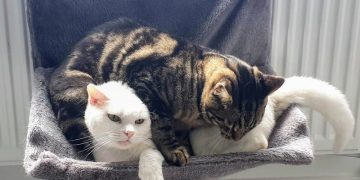 How Can I Make My Cat Like Me? Lessons From Zelda & Clutch