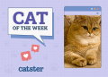 Catster Photo Contest: Cats of the Week Winners (Jan 2, 2025)