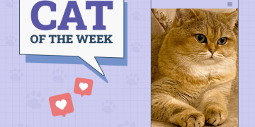 Catster Photo Contest: Cats of the Week Winners (Jan 2, 2025)