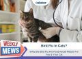 What Does the Bird Flu Pet Food Recall Mean For You & Your Cat?