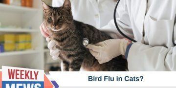 What Does the Bird Flu Pet Food Recall Mean For You & Your Cat?