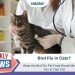 What Does the Bird Flu Pet Food Recall Mean For You & Your Cat?