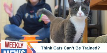 Think Cats Can’t Be Trained? This Record-Breaking Program Proves Otherwise With 102 Cats Saved!