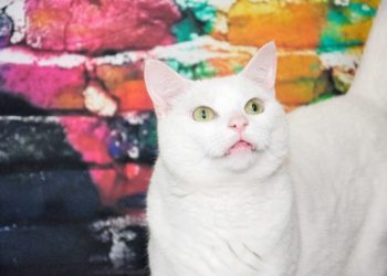 Is My White Cat, Clutch, Deaf? Explaining Feline Genetics & Hearing Impairment
